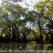 Ratargul Swamp Forest_32